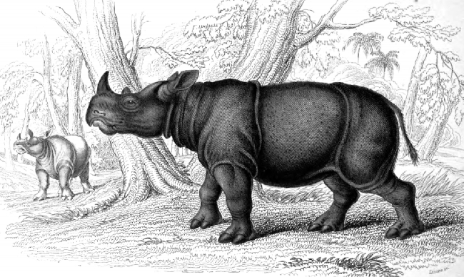 Animal Illustration Two Horned Sumatran Rhinoceros