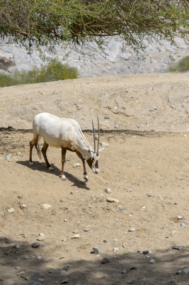 arabian oryx animal 64