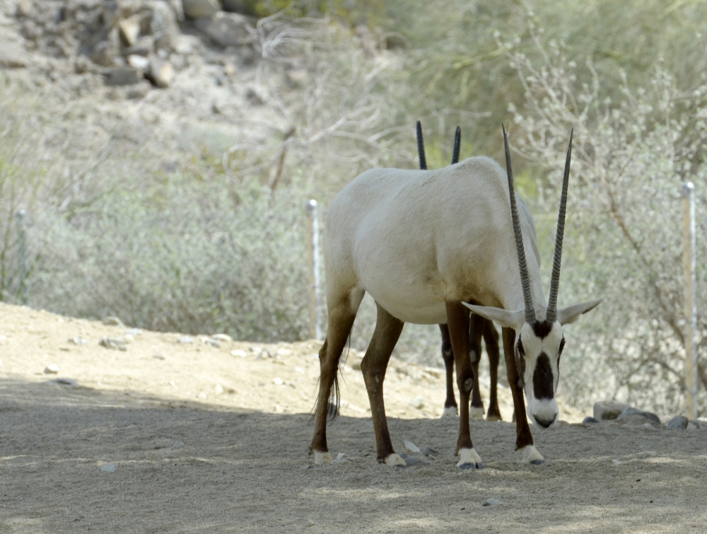 arabian oryx arabian oryx 47A