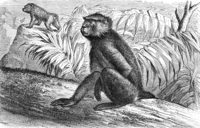 baboon illustration