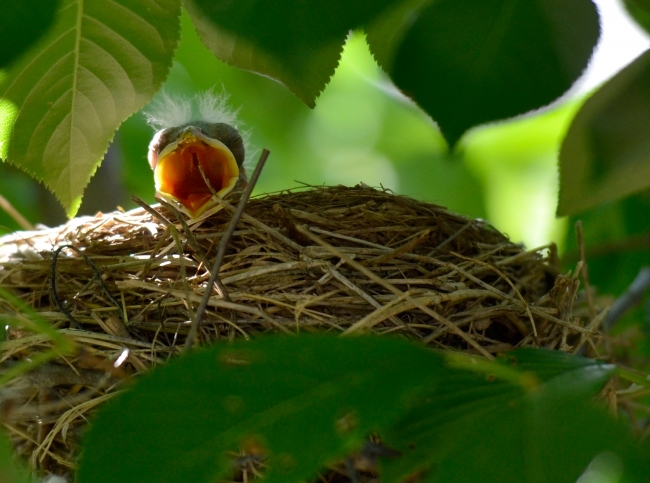 baby birds in nest photo 4541a