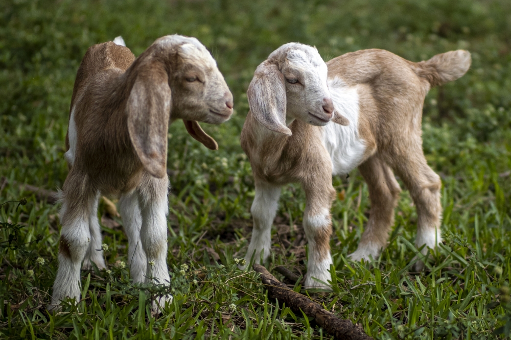 baby goats on livestock farm photo