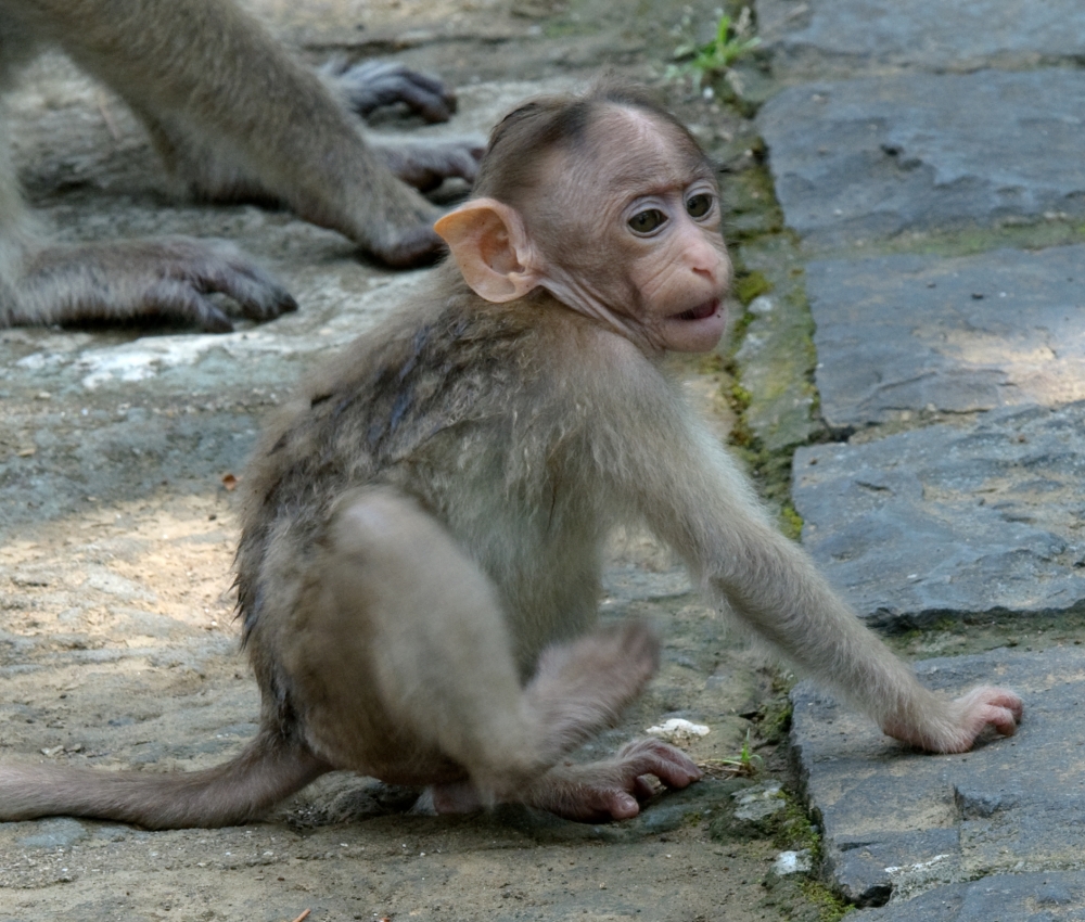 Baby Macque Mpnkey Elephanta Island near Mumbai Photo