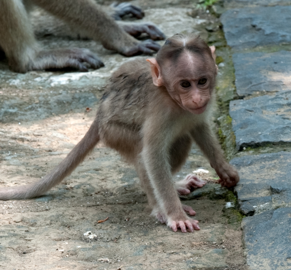 Baby Macque Mpnkey Elephanta Island near Mumbai Photo