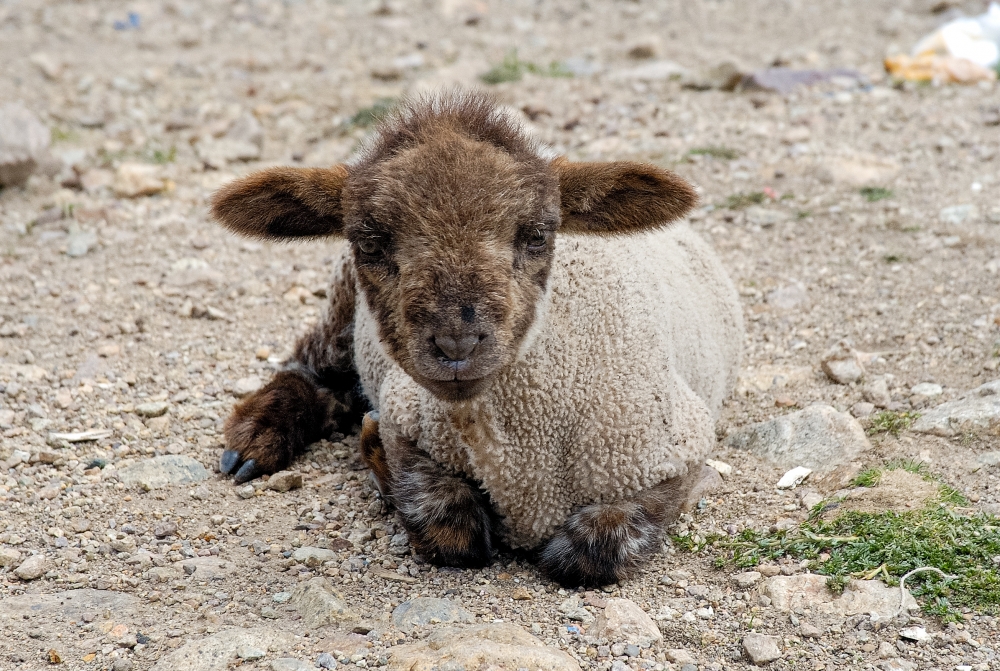 baby sheep in peru 026