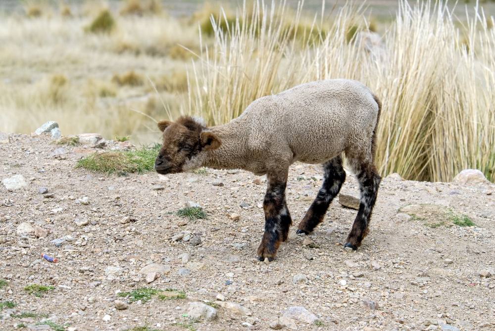 baby sheep peru 007