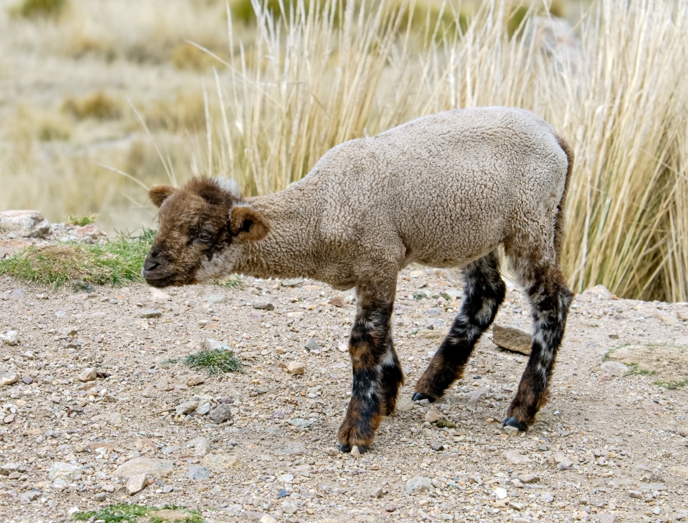 baby sheep peru 008