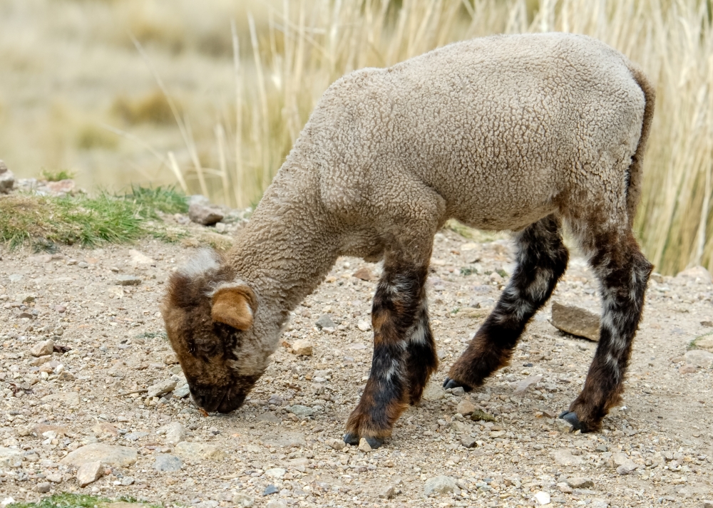 baby sheep peru 010