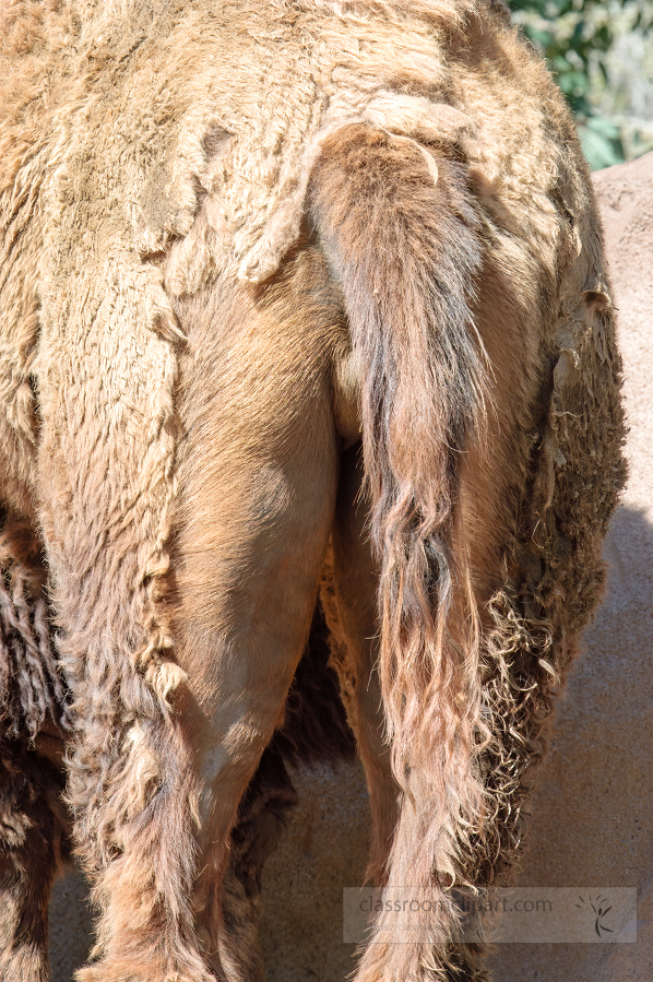 back end of canel showing tail