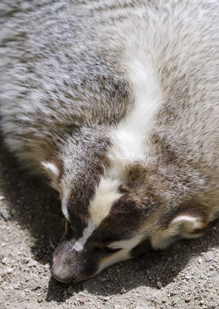 badger animal with white srtip