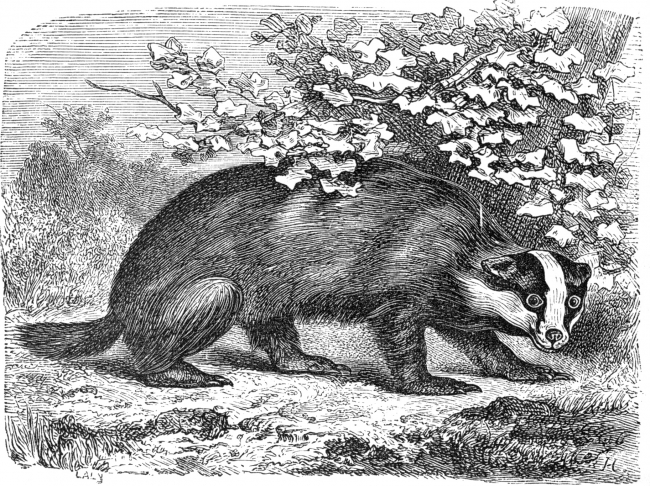 badger illustration