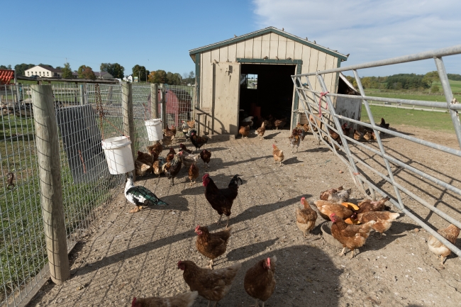 Barns and horse-drawn buggies and farm wagons at Yoders Amish Ho