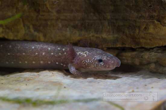 Barton Springs Salamander side view