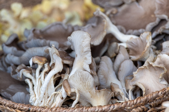 baskets of fresh mushrooms at a farmers market