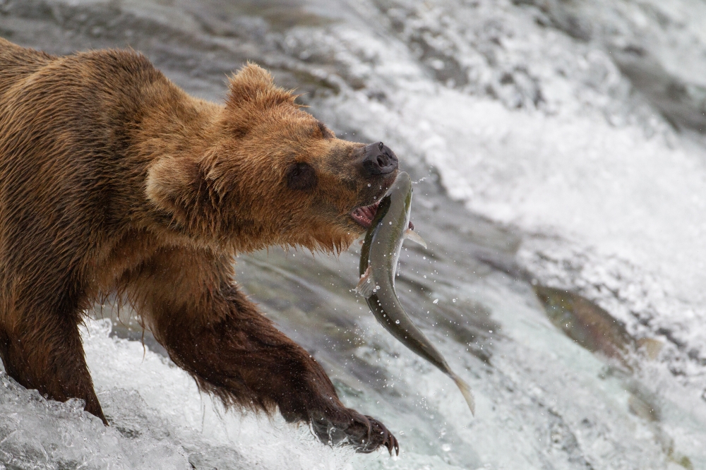 bear captures salmon  in mouth