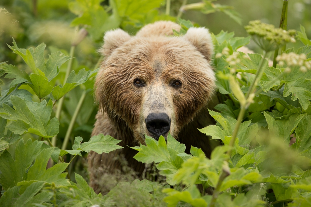 bear poses while sits in vegetation