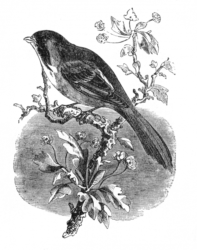 bearded tit engraved bird illustration