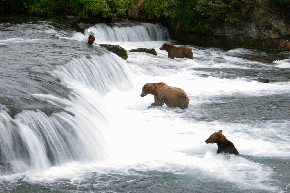 bears fishing in river