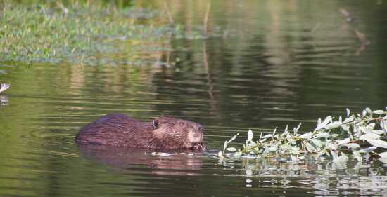 Beaver eating at summer lake oregon photo