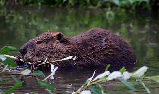 beaver eating twig photo image