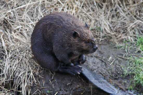 Beaver resting along bank of pond photo