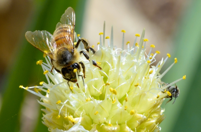 bee on onion flower photo 4324b