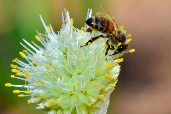 bee on onion flower photo 4392Aa