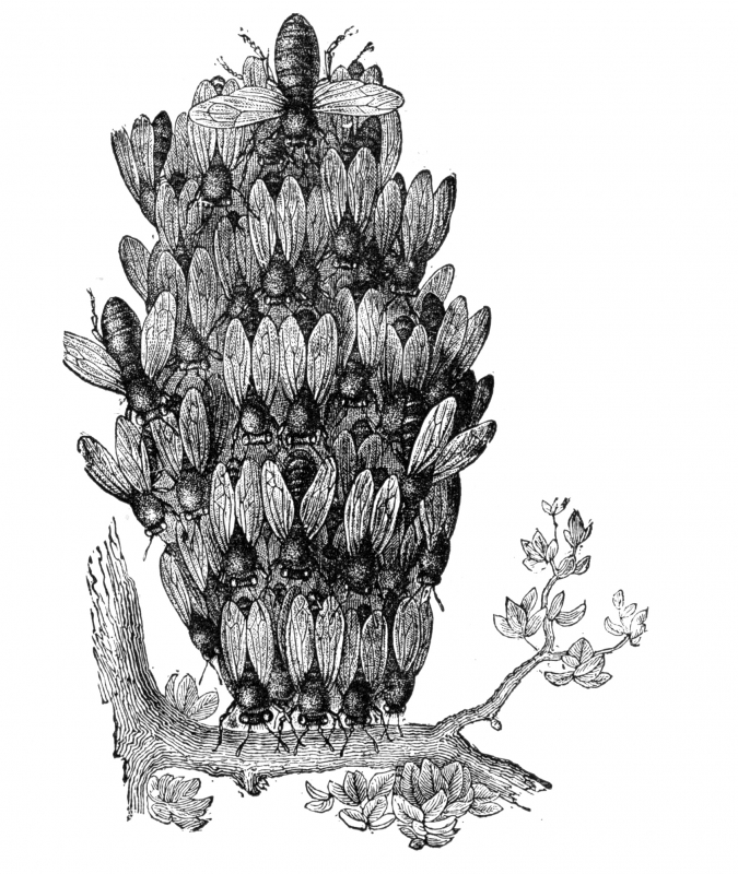Bees hanging from branch illustration
