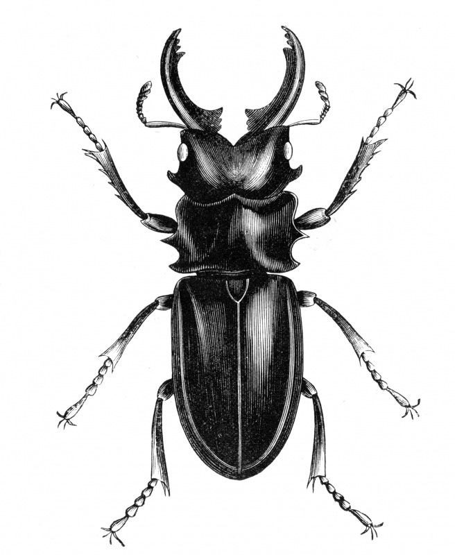 Beetle Illustration