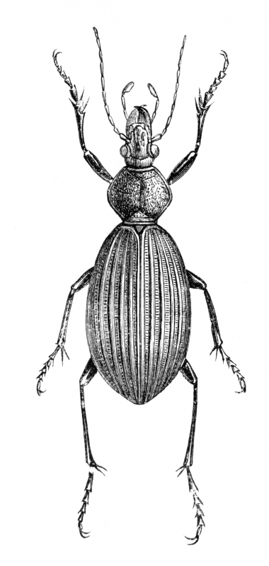 Beetle Illustration