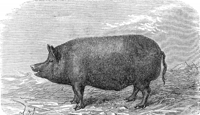 berkshire boar pig illustration