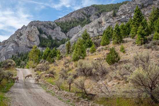 Big horned sheep graze along a dirt road montana 2