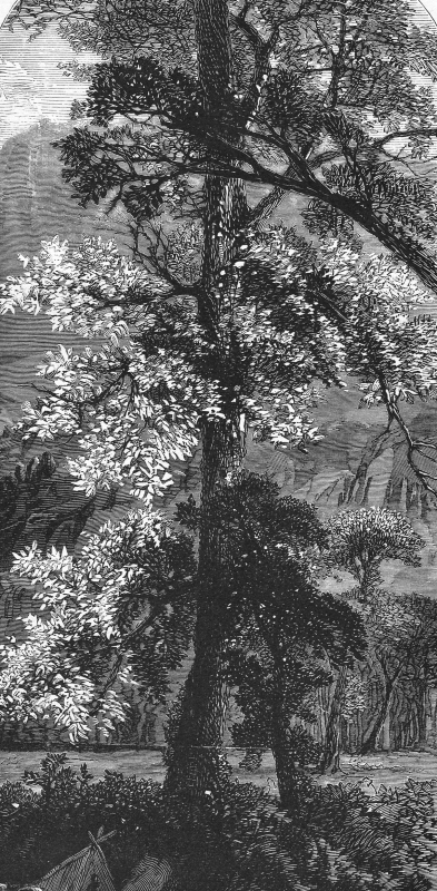 big tree yosemite historic illustration
