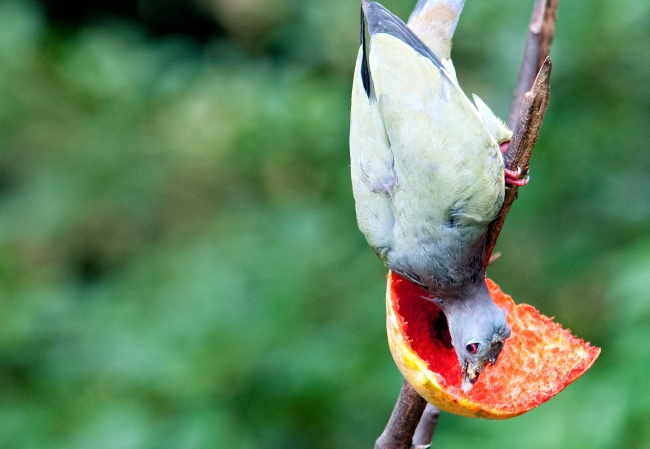 biird eating fruit Malaysia 0259A