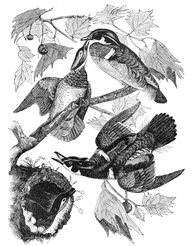 bird illustration bird nest