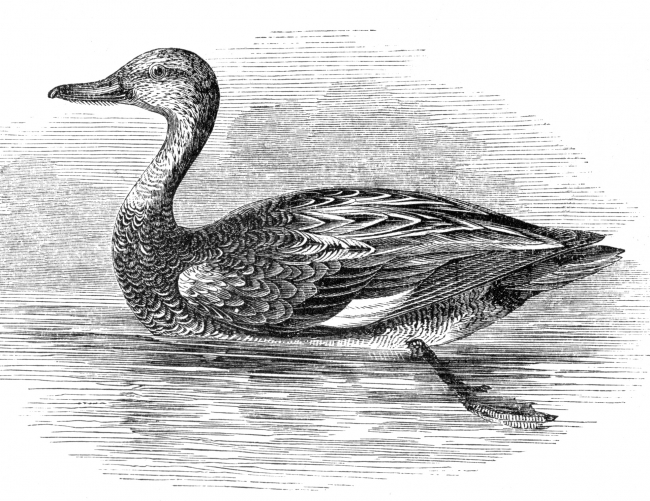 bird illustration ducks