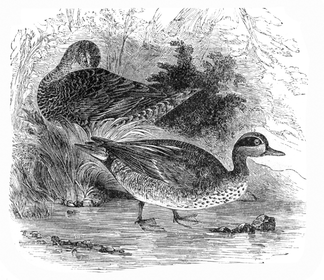 bird illustration english teal