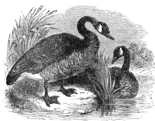 bird illustration goose