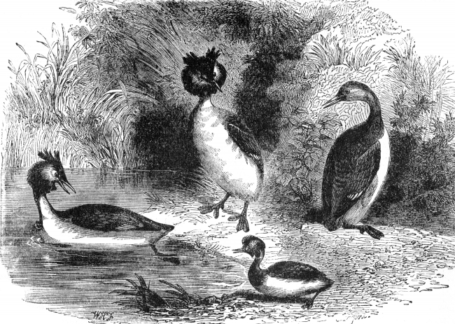 bird illustration grebes