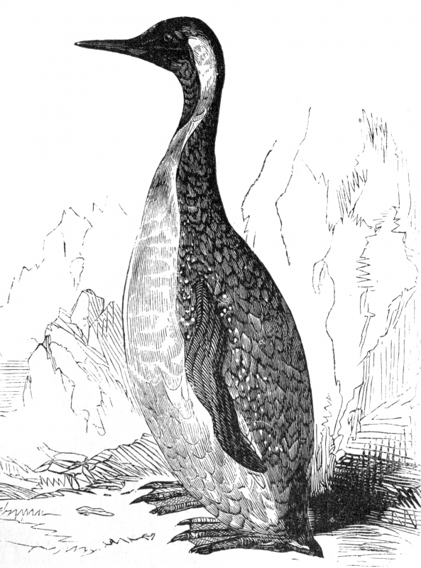 bird illustration king pelican