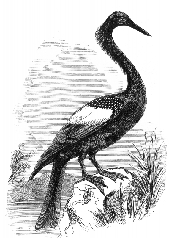 bird illustration snake bird