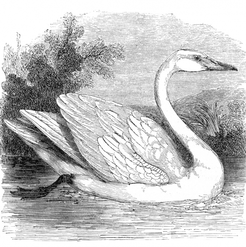 bird illustration swan