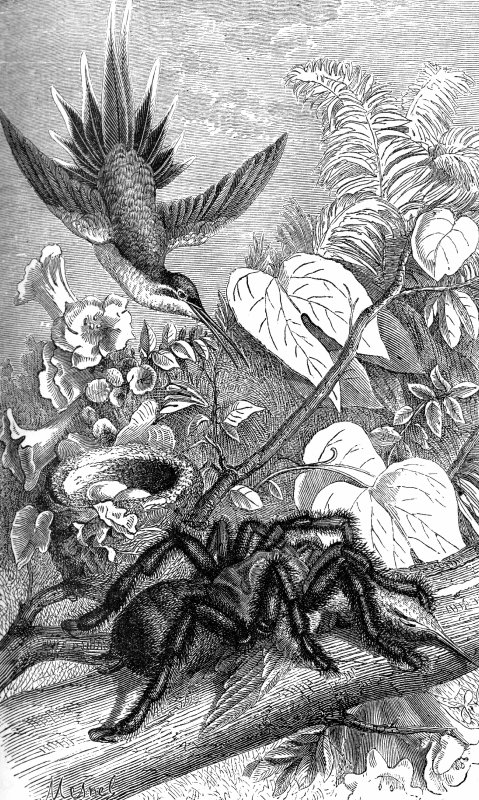 bird near nest with large spider illustration