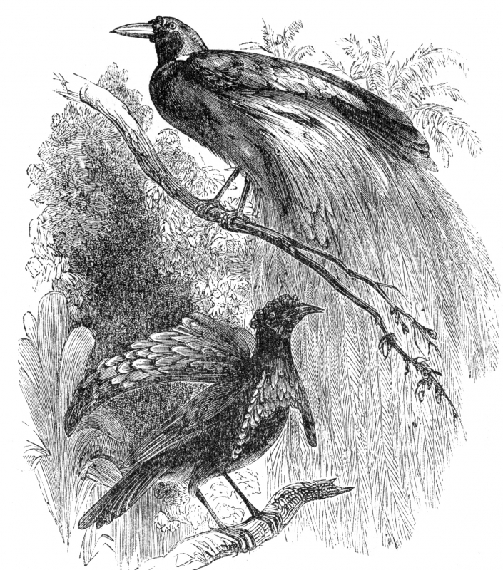 bird paradise engraved bird illustration