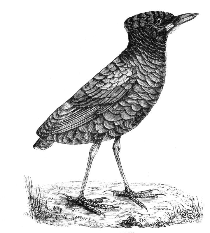 bird-illustration 142