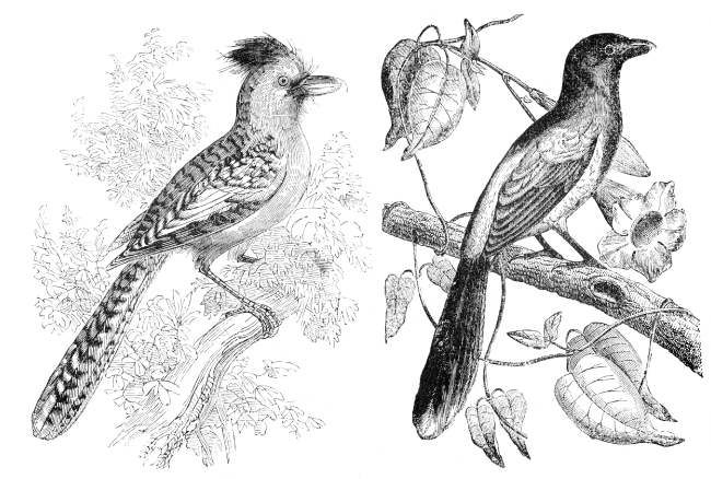 bird-illustration