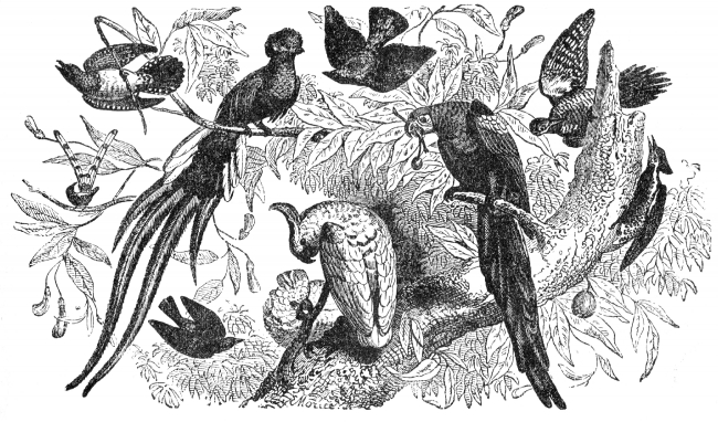 birds A illustration