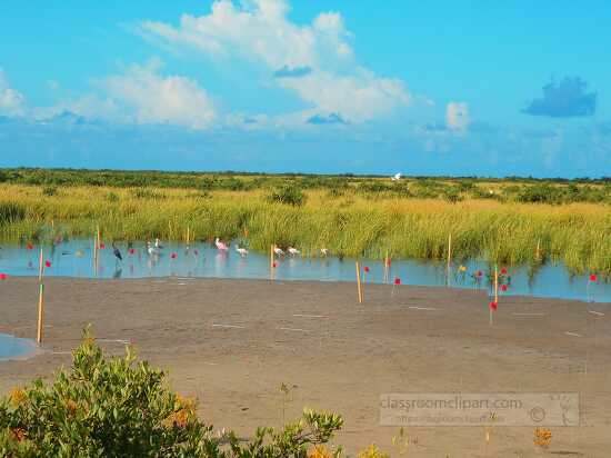 birds along the Coastal wetlands of Louisiana