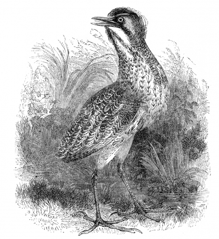 bittern bird illustration