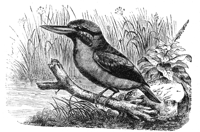 Bird Illustrations-black banded dacelo bird illustration